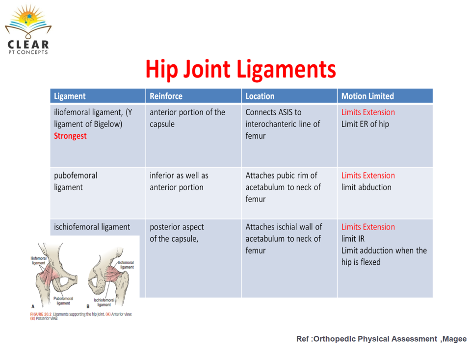 hip-joint-ligaments