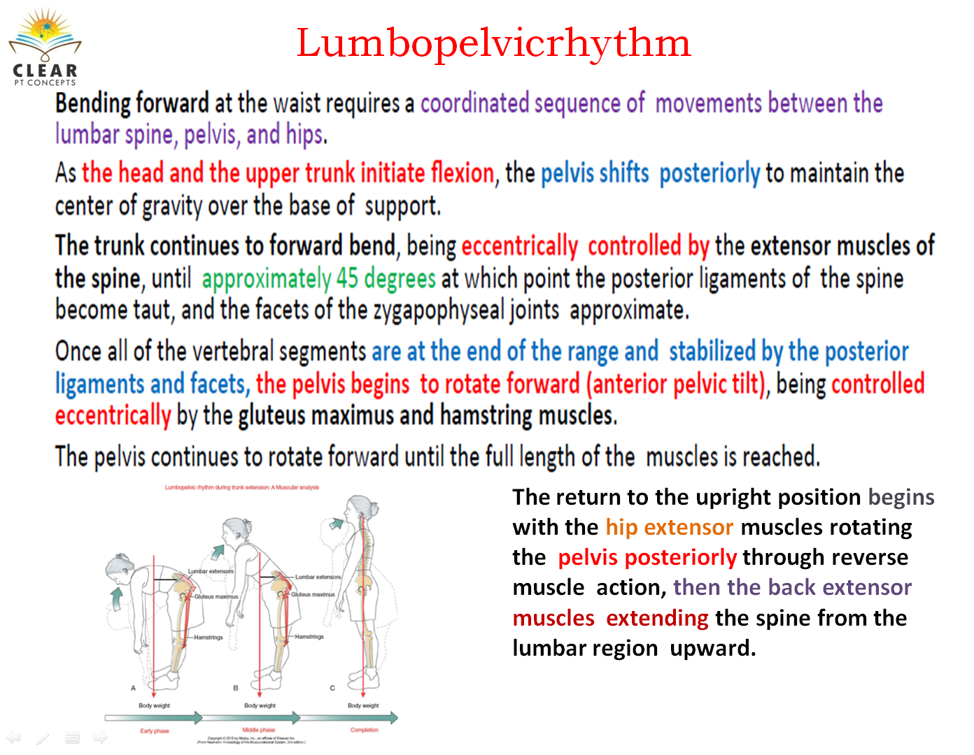 Lumbopelvic Rhythm Clearptconcepts