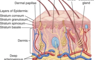 Integumentary system