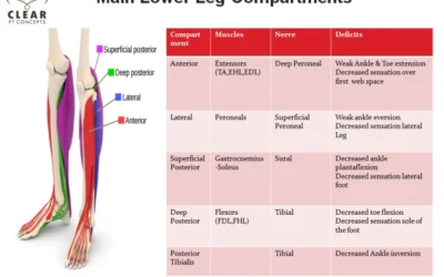 Lower Leg Compartments